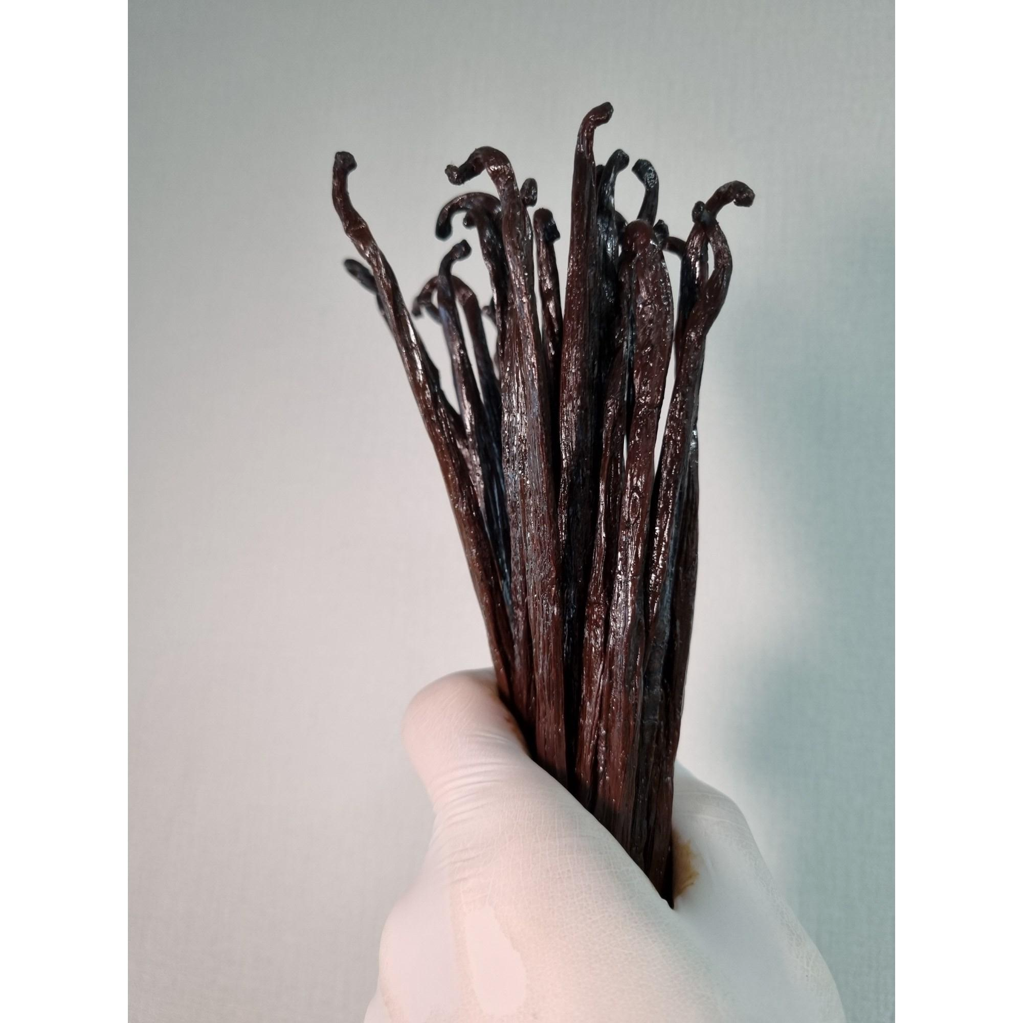 바닐라빈4